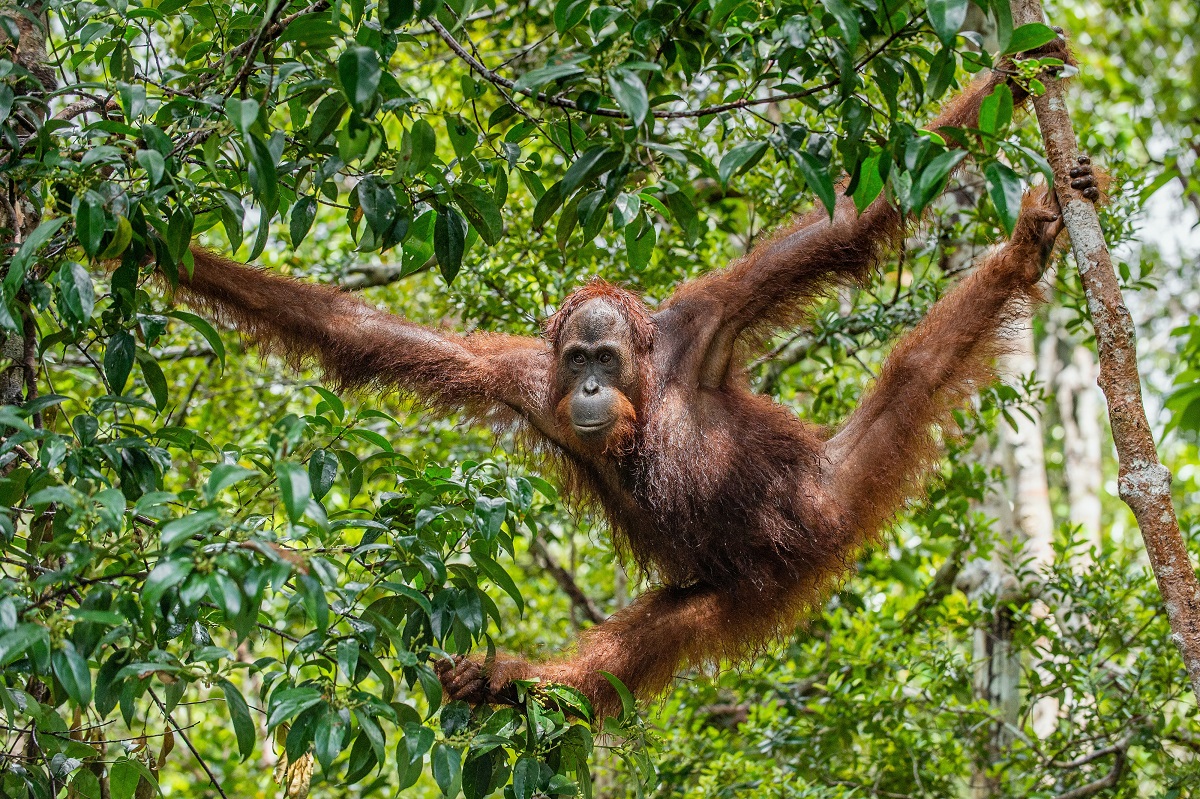 Fakta Menarik tentang Orangutan yang Jarang Diketahui